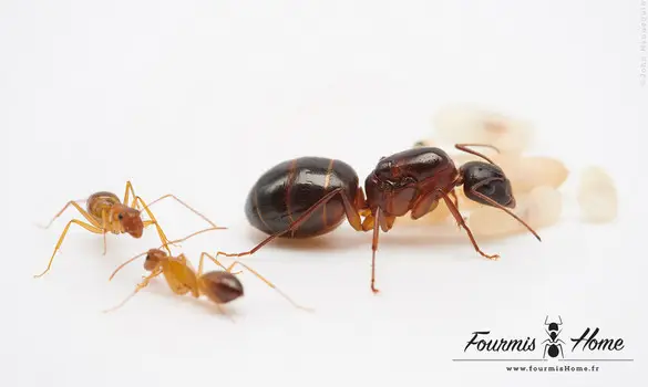Camponotus nylanderi