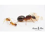 Camponotus nylanderi