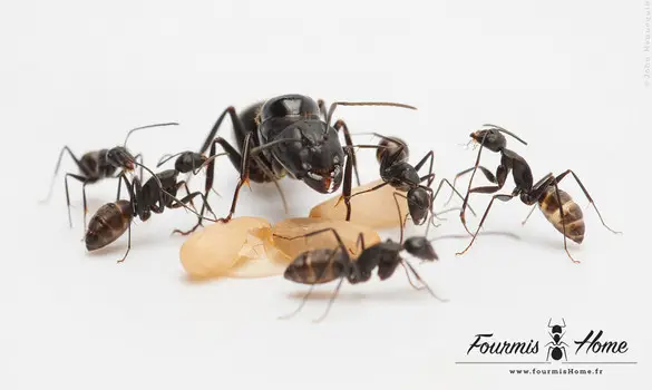 Pack Camponotus japonicus