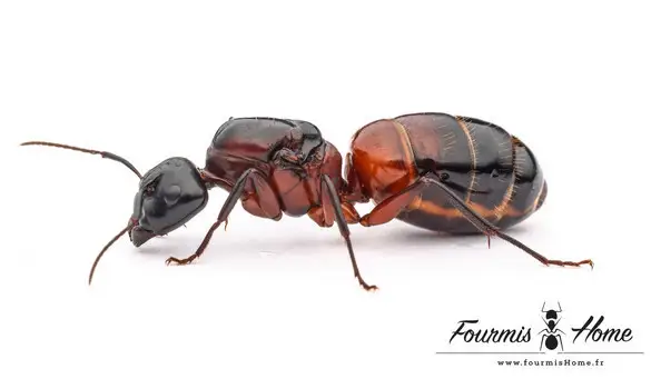 Camponotus ligniperdus