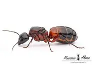 Camponotus ligniperdus