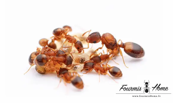 Temnothorax nylanderi