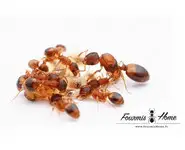 Temnothorax nylanderi