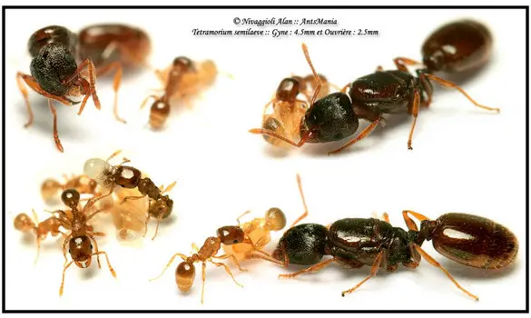 Tetramorium semilaeve