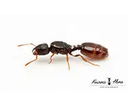 Tetramorium semilaeve