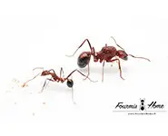 Novomessor cockerelli