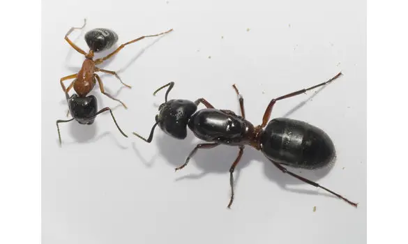 Camponotus herculeanus