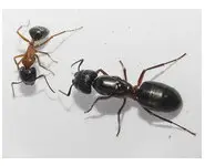 Camponotus herculeanus