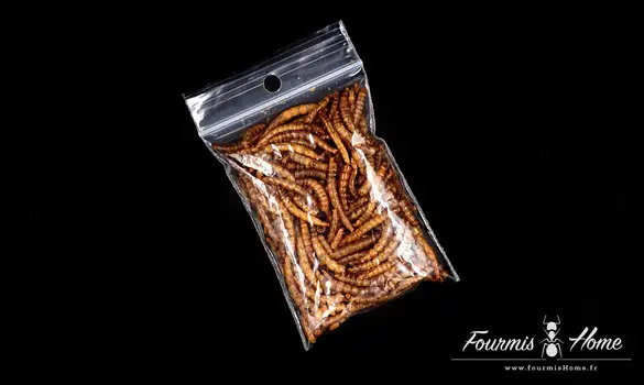 Vers de farine lyophilisés