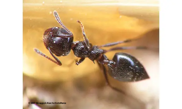 Crematogaster auberti