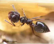 Crematogaster auberti