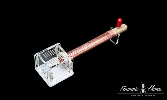 Pheidole pallidula pack