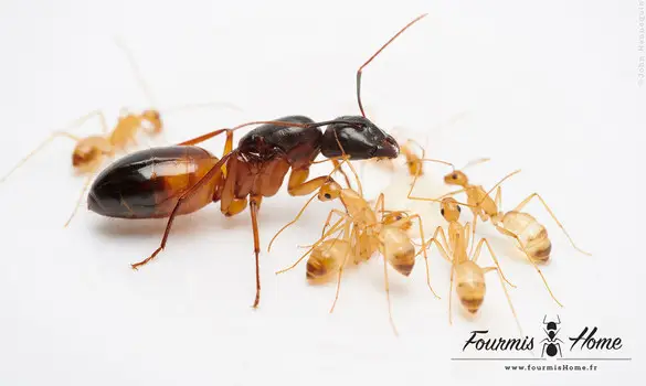 Camponotus sanctus