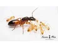 Camponotus sanctus