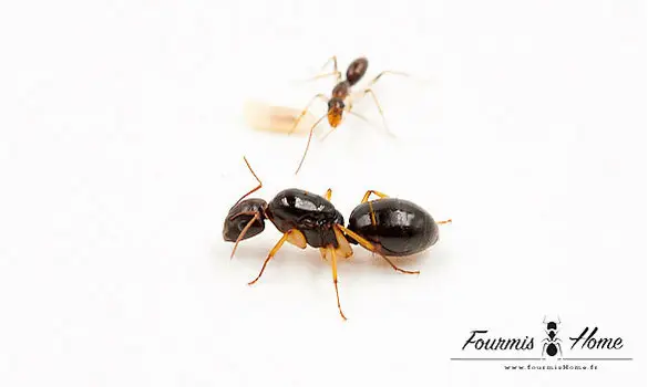 Camponotus lownei