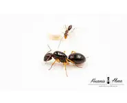 Camponotus lownei