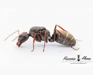 Camponotus cinctellus