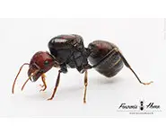Messor cephalotes