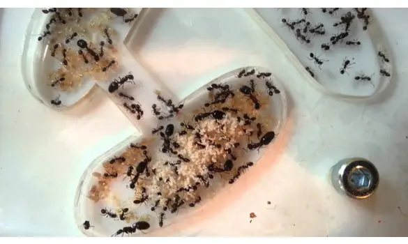 Monomorium subopacum