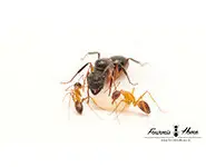 Camponotus arnoldinus