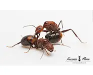 Camponotus nicobarensis