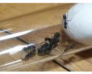 Camponotus grandidieri