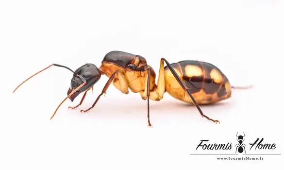 Camponotus maculatus