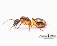 Camponotus maculatus