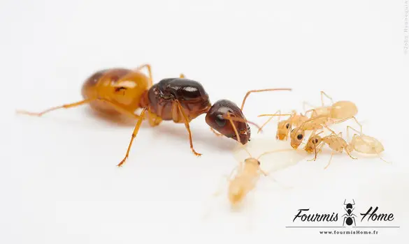 Camponotus fedtschenkoi