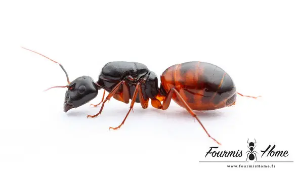 Camponotus americanus