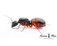 Camponotus americanus