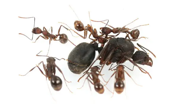 Aphaenogaster schurri