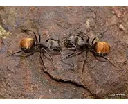 Camponotus chilensis