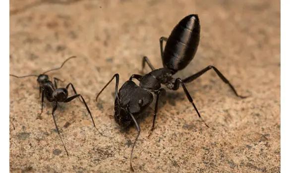Camponotus morosus