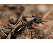 Camponotus morosus