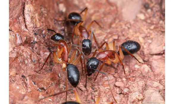 Camponotus nigriceps