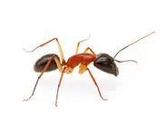 Camponotus nigriceps