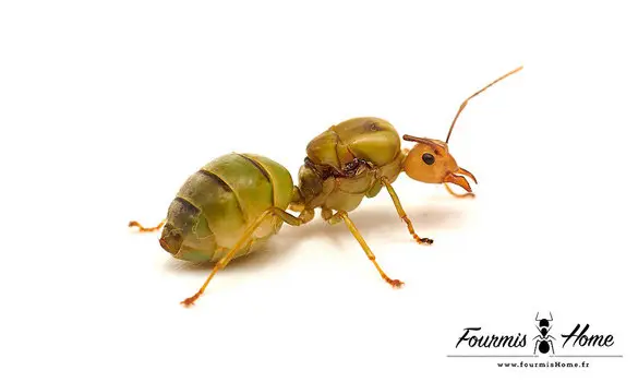 Oecophylla smaragdina