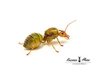 Oecophylla smaragdina