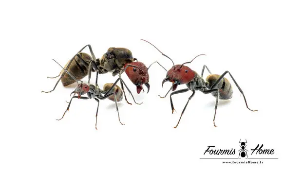 Camponotus singularis