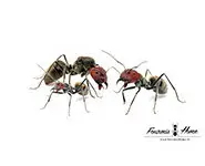 Camponotus singularis