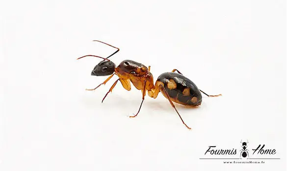Camponotus substitutus