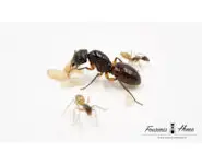 Camponotus rufipes