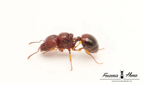 Acanthomyrmex thailandensis