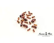 Acanthomyrmex thailandensis