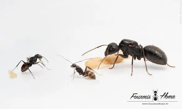 Camponotus japonicus