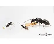 Camponotus japonicus