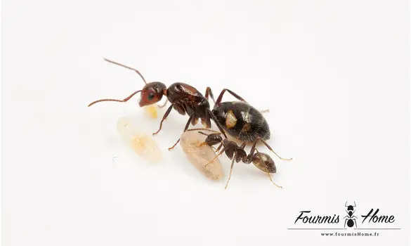 Camponotus sexguttatus