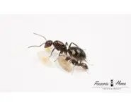 Camponotus sexguttatus