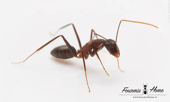 Camponotus erigens